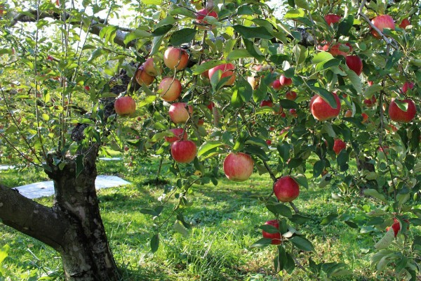 Apfelbaum